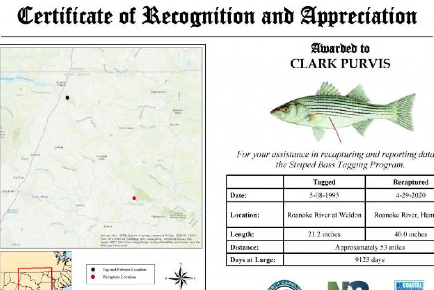 One Remarkable Fish: Tag return shows North Carolina striped bass